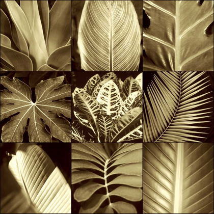 Picture of TROPICAL LEAVES II