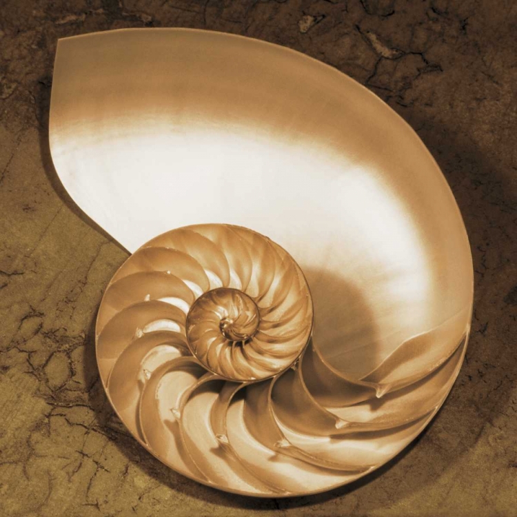Picture of CHAMBERED NAUTILUS