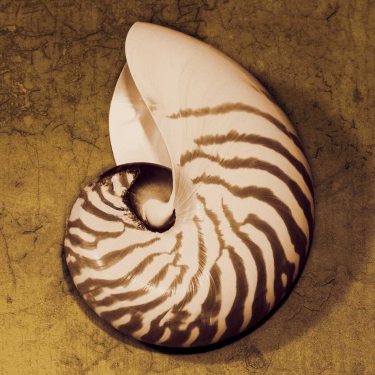 Picture of NAUTILUS