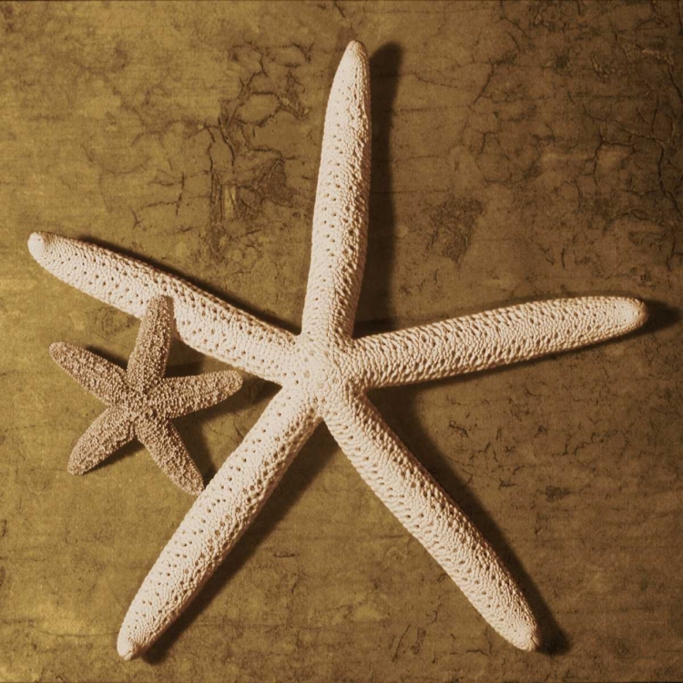 Picture of STARFISH