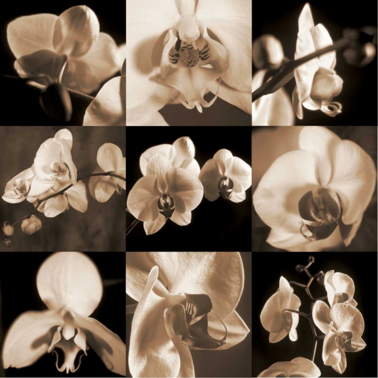 Picture of ORCHID BOUQUET