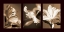 Picture of LILY TRIO