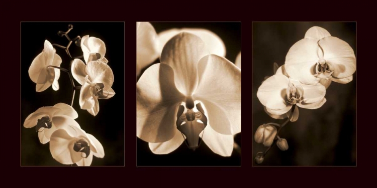 Picture of ORCHID TRIO