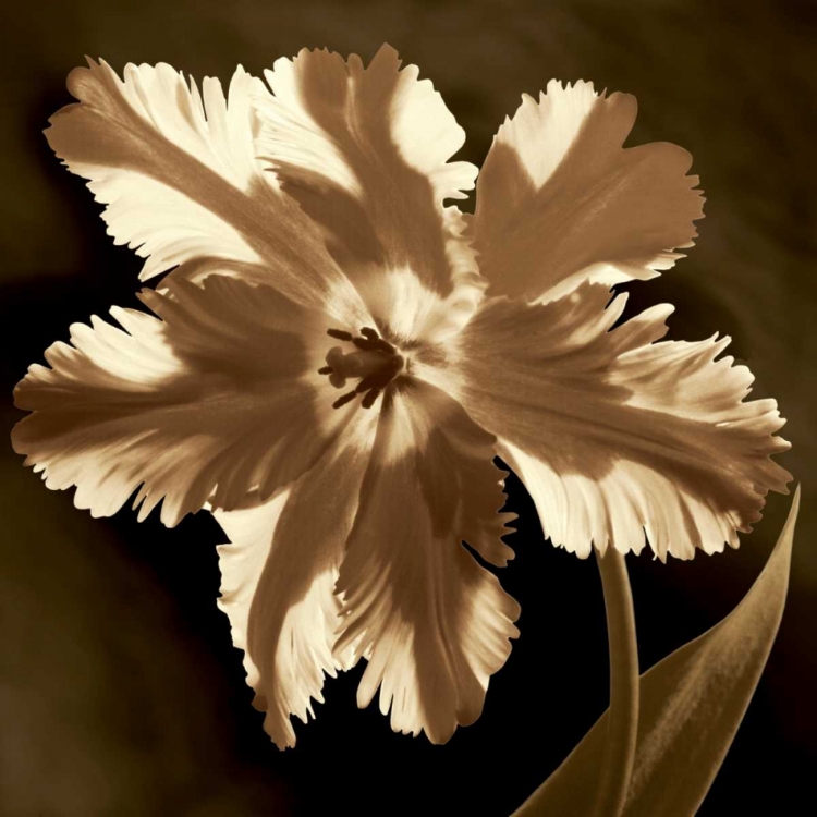 Picture of PARROT TULIP I