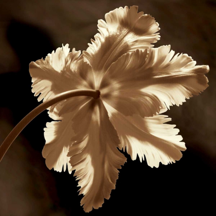 Picture of PARROT TULIP II