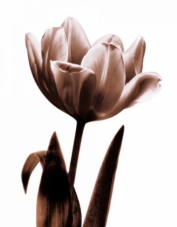 Picture of TULIP IN SEPIA I