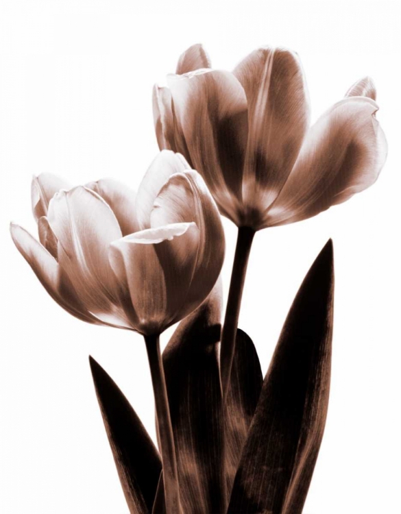 Picture of TULIP IN SEPIA II