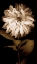 Picture of DAHLIA I