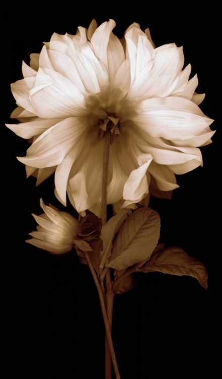 Picture of DAHLIA II