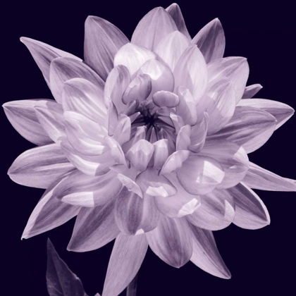 Picture of WHITE DAHLIA I