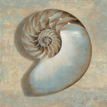 Picture of AQUA NAUTILUS