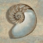 Picture of AQUA NAUTILUS