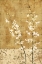 Picture of BLOSSOMS IN GOLD I