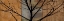Picture of ARBOREAL I