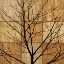 Picture of TREE SILHOUETTE II
