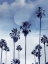 Picture of BEACH PALMS INDIGO I
