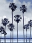 Picture of BEACH PALMS INDIGO II