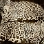 Picture of LEOPARDS
