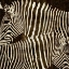 Picture of ZEBRAS