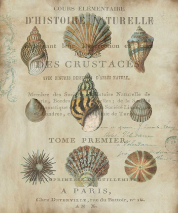 Picture of SHELL COLLECTION I