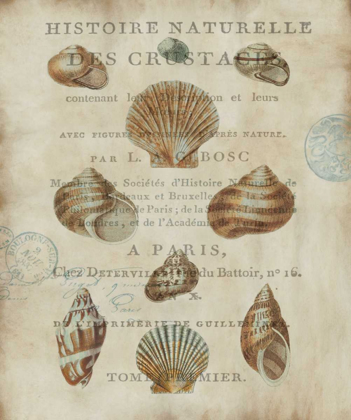 Picture of SHELL COLLECTION II