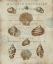 Picture of SHELL COLLECTION II