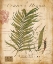 Picture of PALM STUDY I