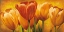 Picture of BOUQUET OF ORANGE TULIPS