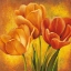 Picture of ORANGE TULIPS II