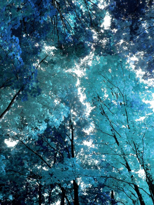 Picture of BLUE FOREST I