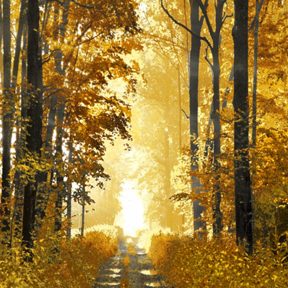 Picture of SUNLIT FOREST I