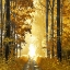 Picture of SUNLIT FOREST I