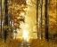 Picture of SUNLIT PATH