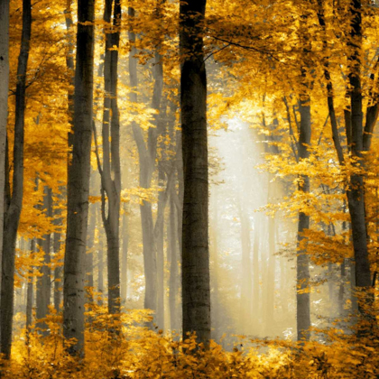 Picture of SUNLIT FOREST II
