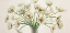 Picture of BOUQUET DI ANEMONI