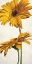 Picture of ARMONIE IN GIALLO