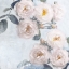 Picture of DELICATE BLUSH II