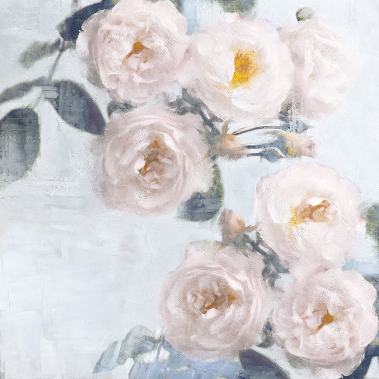 Picture of DELICATE BLUSH II
