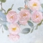 Picture of DELICATE PINK I