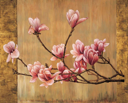 Picture of PINK MAGNOLIAS