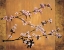 Picture of CHERRY BLOSSOMS