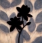 Picture of BLOSSOM SILHOUETTE II