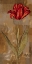 Picture of RED IMPRESSION I