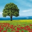 Picture of ALBERO SUL MARE II