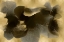 Picture of CIRCULATE ON GOLD