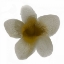 Picture of BLOOM TAUPE II