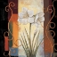 Picture of AMARYLLIS