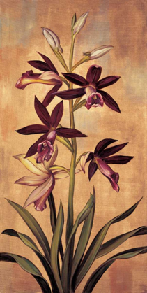 Picture of BURGUNDY ORCHID