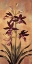 Picture of BURGUNDY ORCHID
