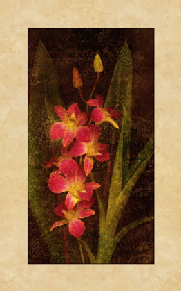 Picture of ORCHID